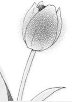 Makka Na Tulip Wo Kimi Ni